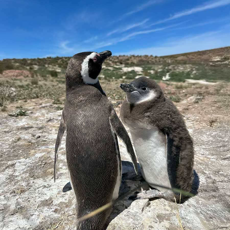Penguins Patagonia travel
