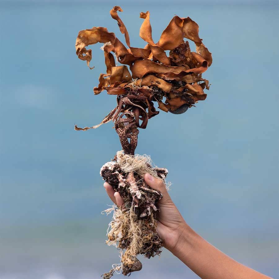 Nature Trekking Patagonia travel