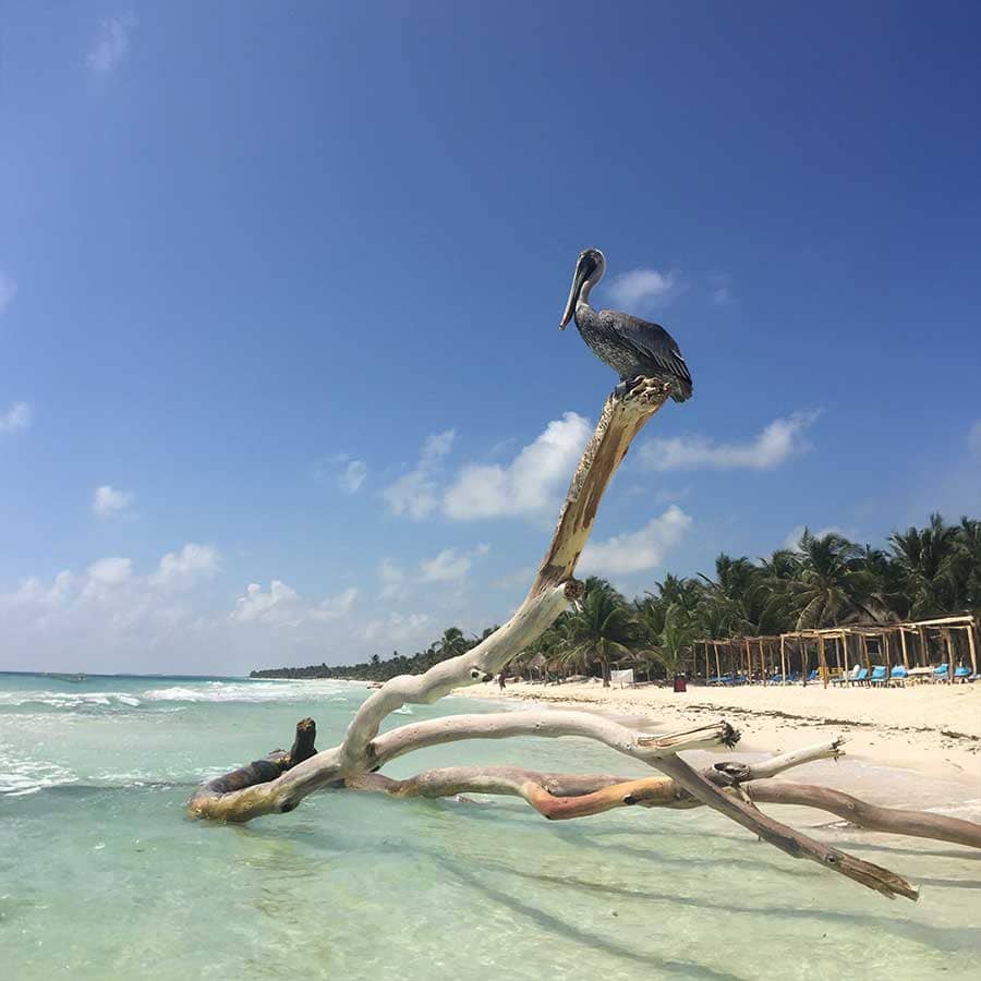 Maya Tulum Pelícano