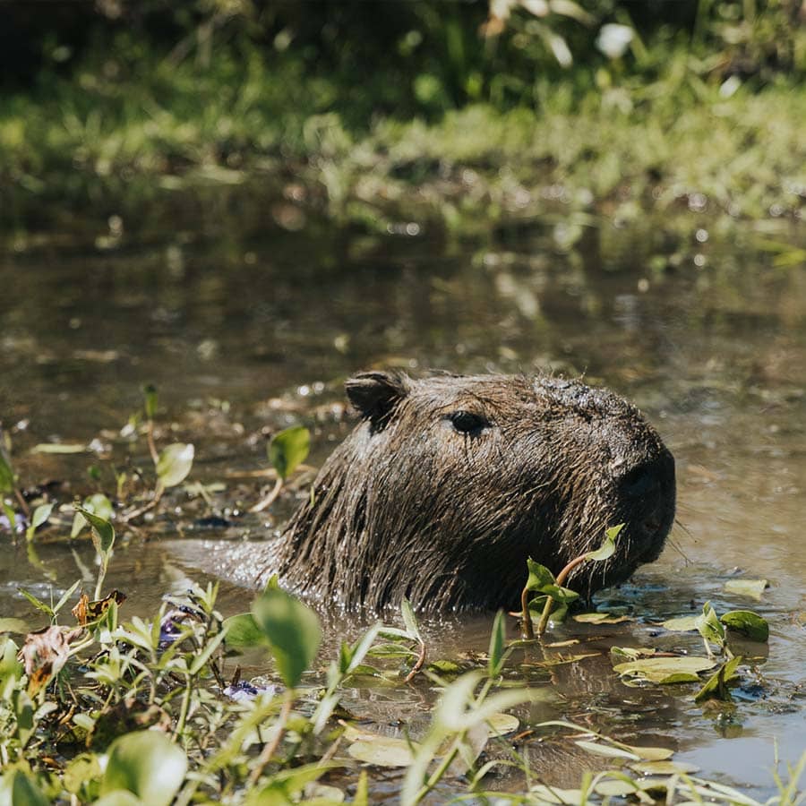 animal patagonia wild experience