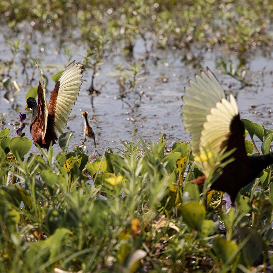 birds patagonia travel