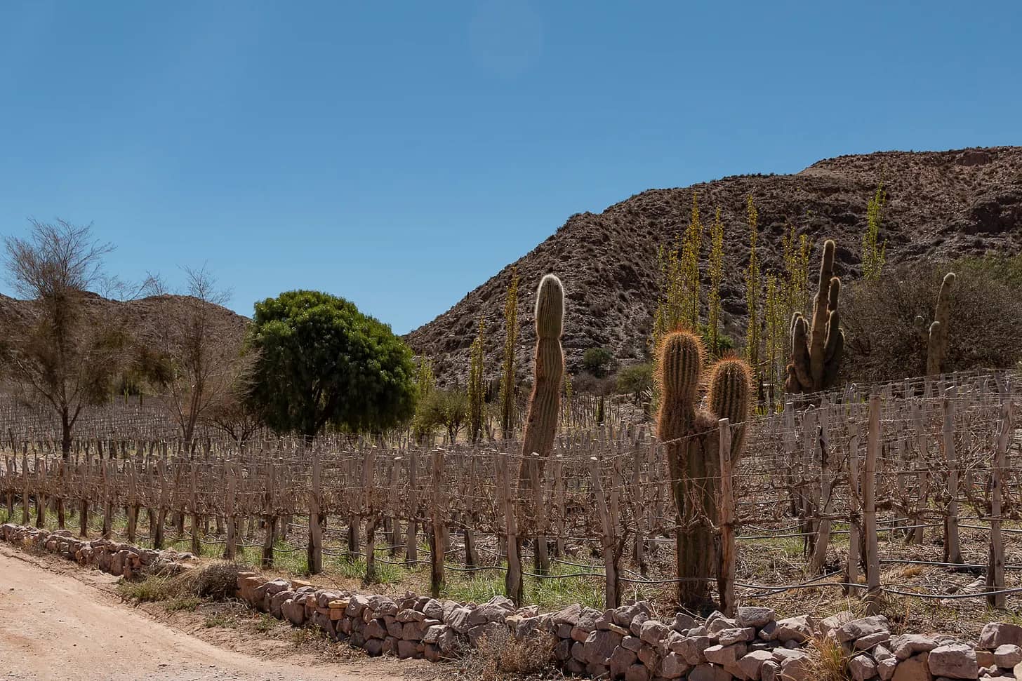 Viñedo entre cardones y cerros de colores